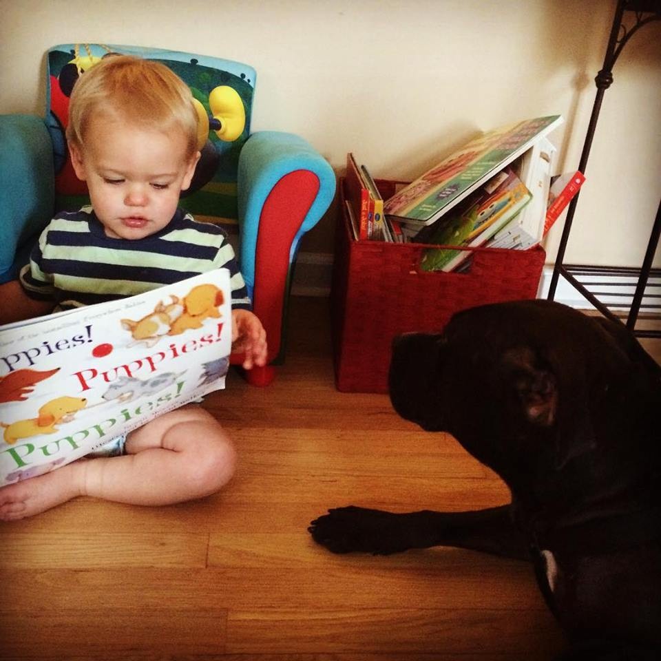 Jude-dogfight-pitbull-7