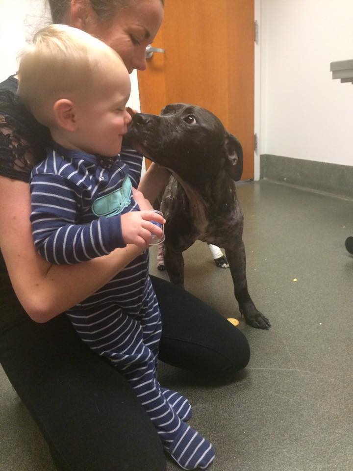 Jude-dogfight-pitbull-2