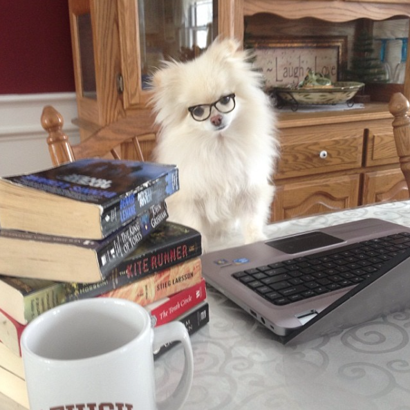 29 Quirky Pomeranian Traits Ever Pom Parent Will Recognise BowWow Times