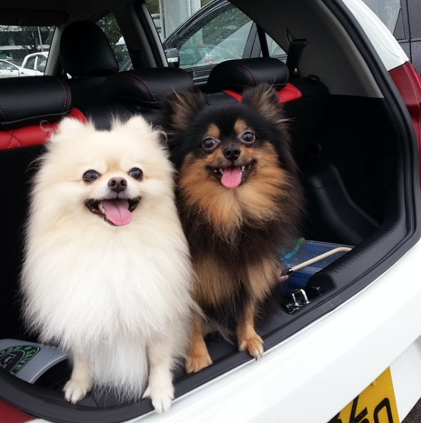 29 Quirky Pomeranian Traits Ever Pom Parent Will Recognise BowWow Times