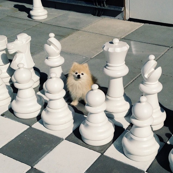 29 Quirky Pomeranian Traits Ever Pom Parent Will Recognise BowWow Times