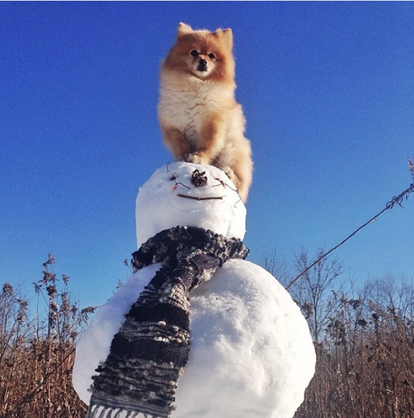 29 Quirky Pomeranian Traits Ever Pom Parent Will Recognise BowWow Times