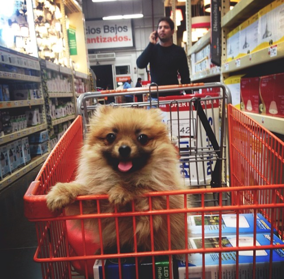 29 Quirky Pomeranian Traits Ever Pom Parent Will Recognise BowWow Times