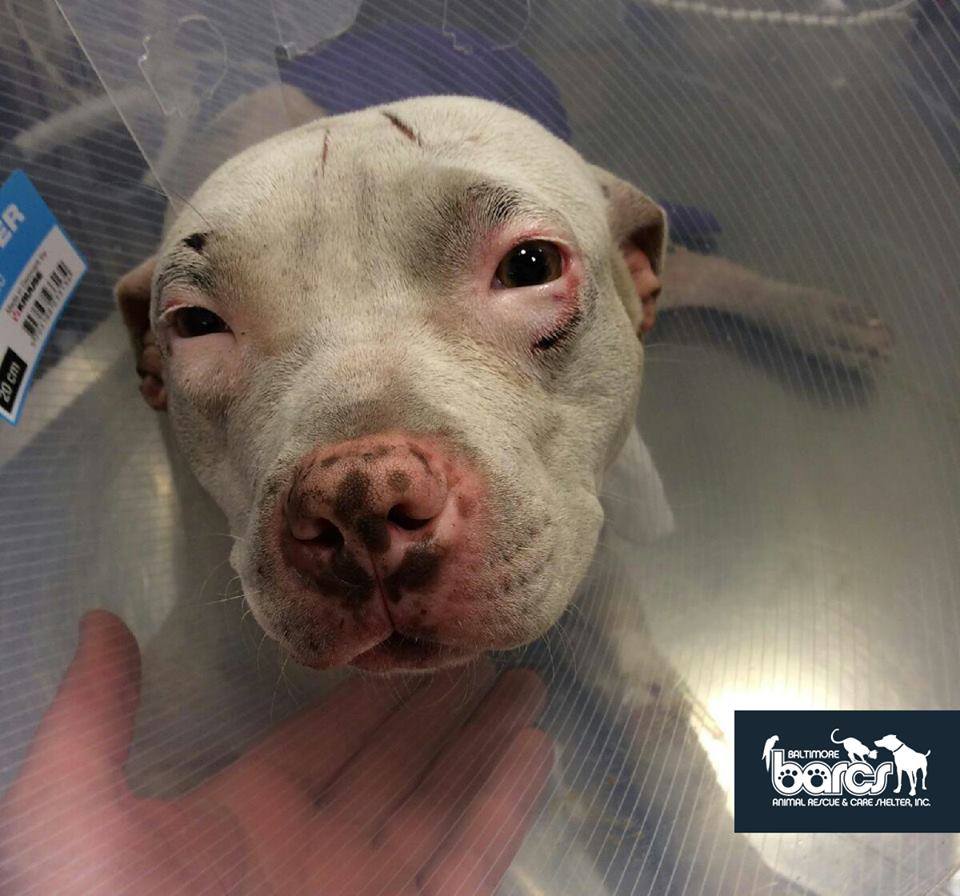 dog-hit-train-adopted-4