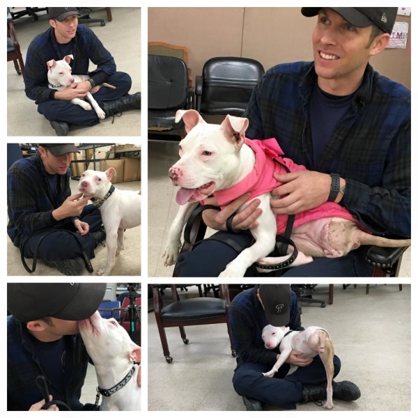 dog-hit-train-adopted-22