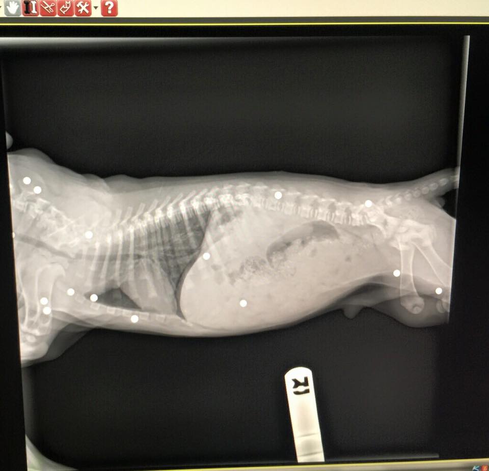 brody-chiot-18-balles-3