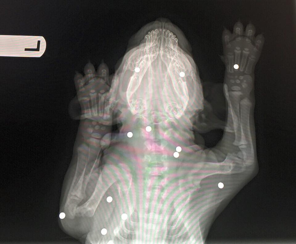 brody-chiot-18-balles-5