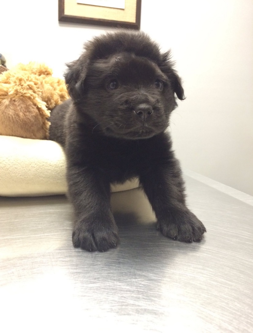 brody-chiot-18-balles-4