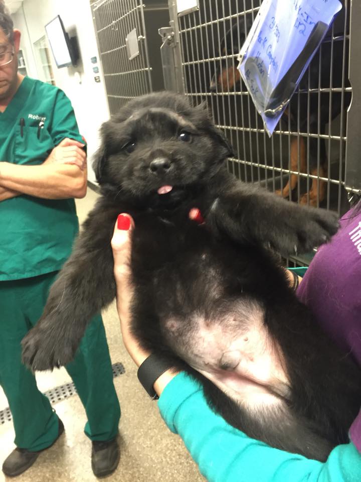 brody-chiot-18-balles-2