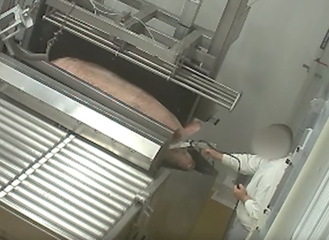 L214-le-vigan-abattoir