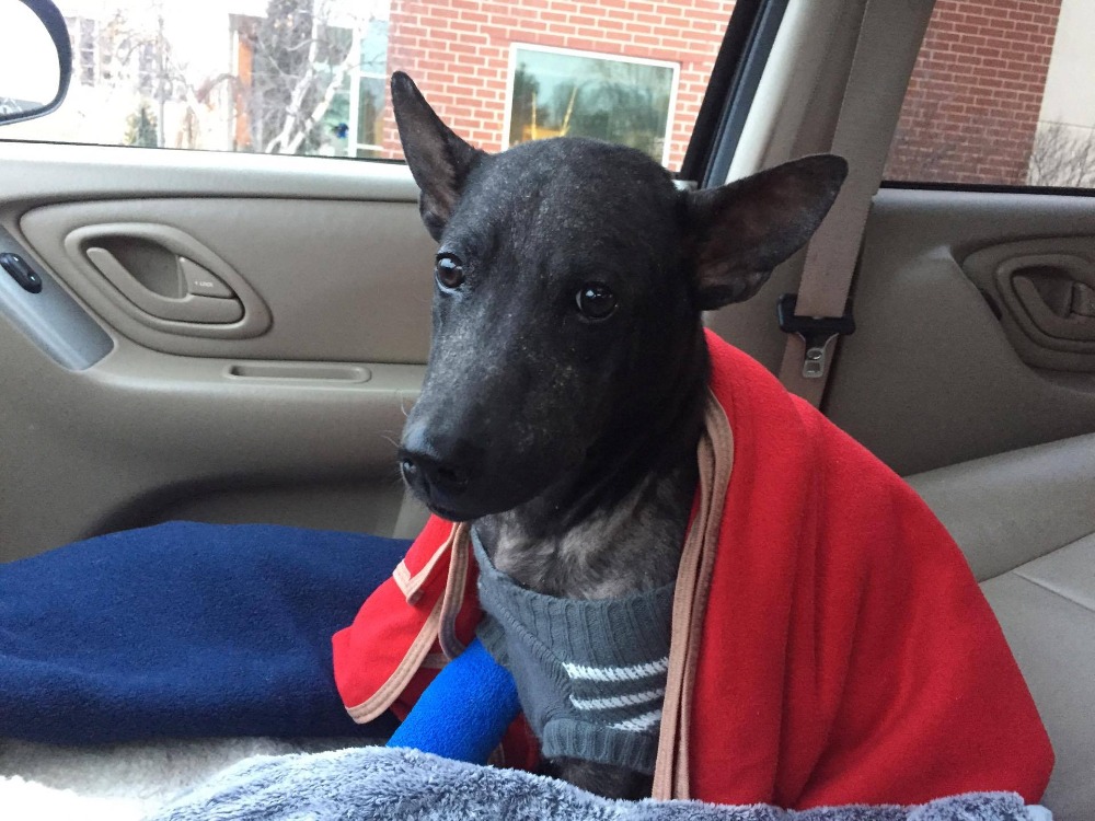 lune-de-miel-chien-adoption-14