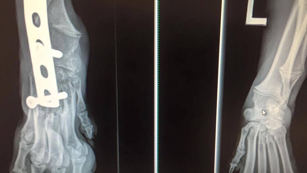 lune-de-miel-chien-adoption-6