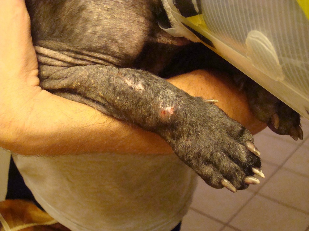 lune-de-miel-chien-adoption-11