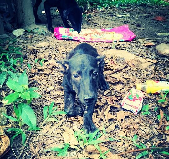 lune-de-miel-chien-adoption-3