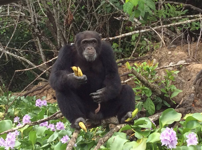 Ponso-le-chimpanze-1