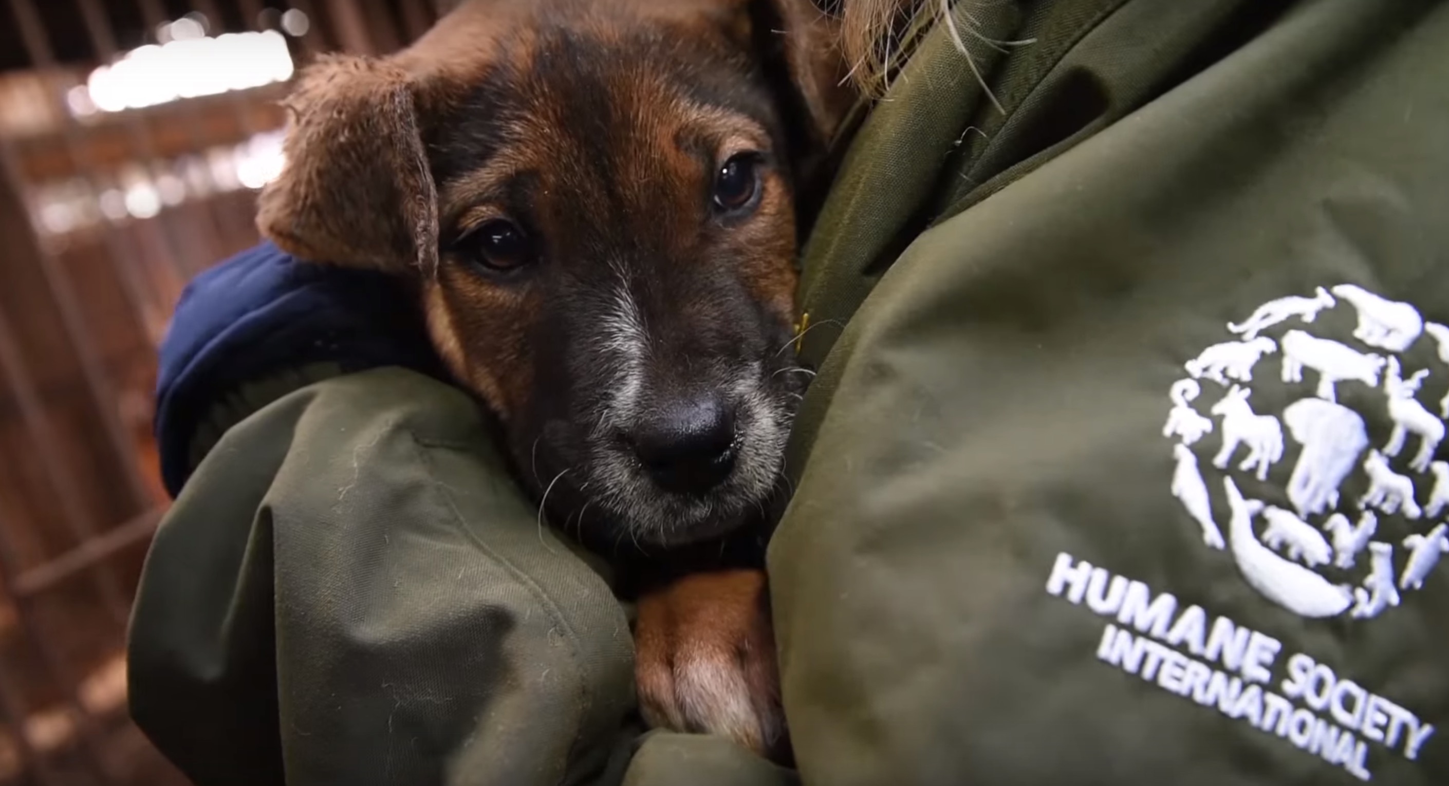 50-chiens-coree-abattoir-2