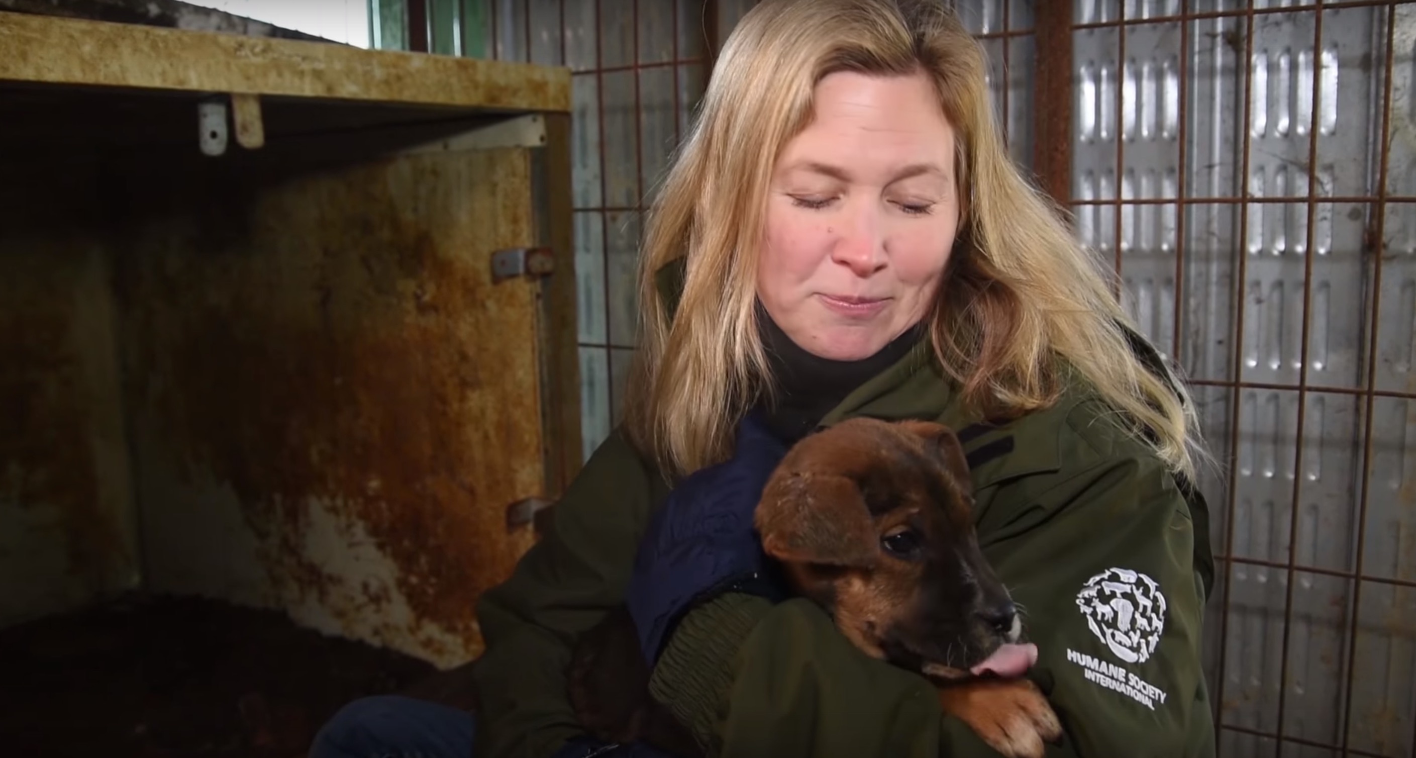 50-chiens-coree-abattoir-8