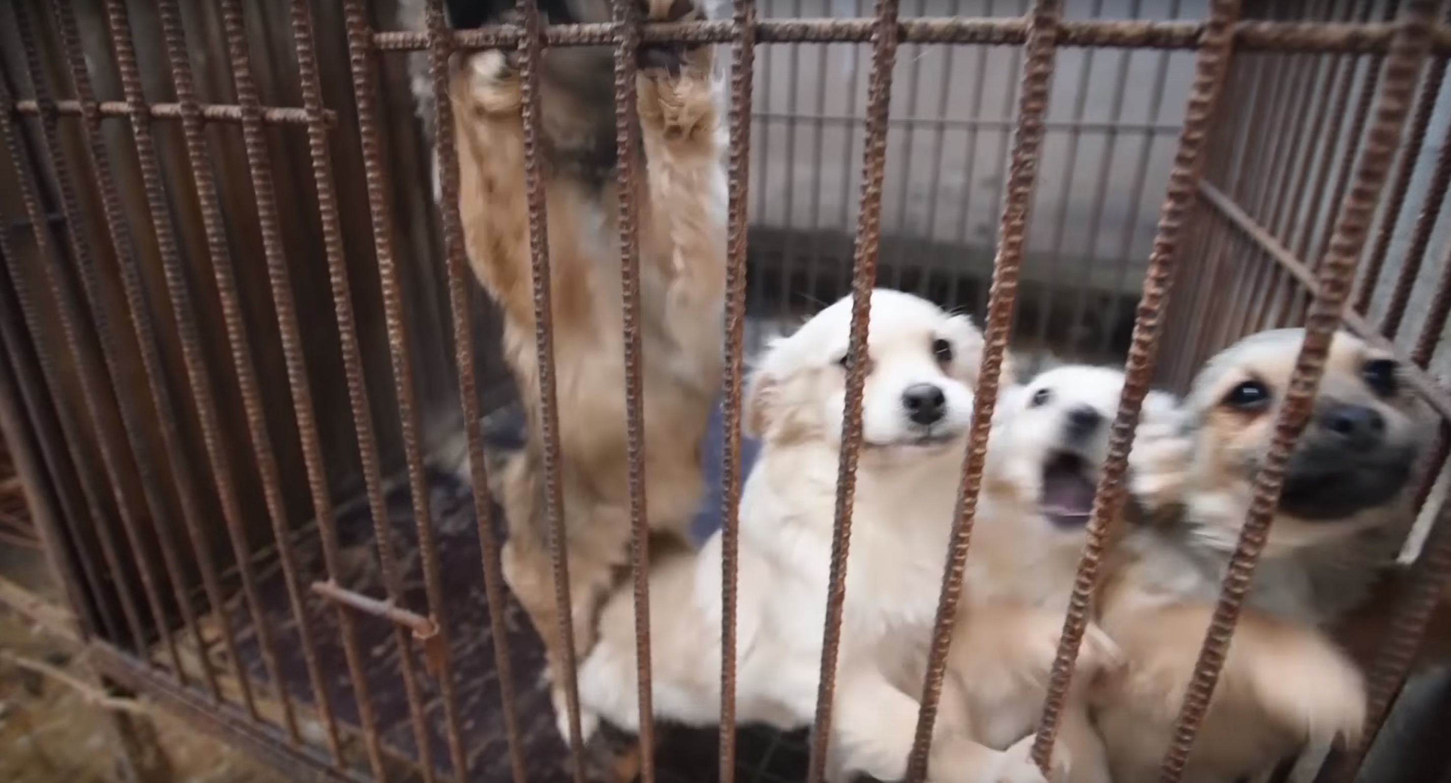 50-chiens-coree-abattoir-7