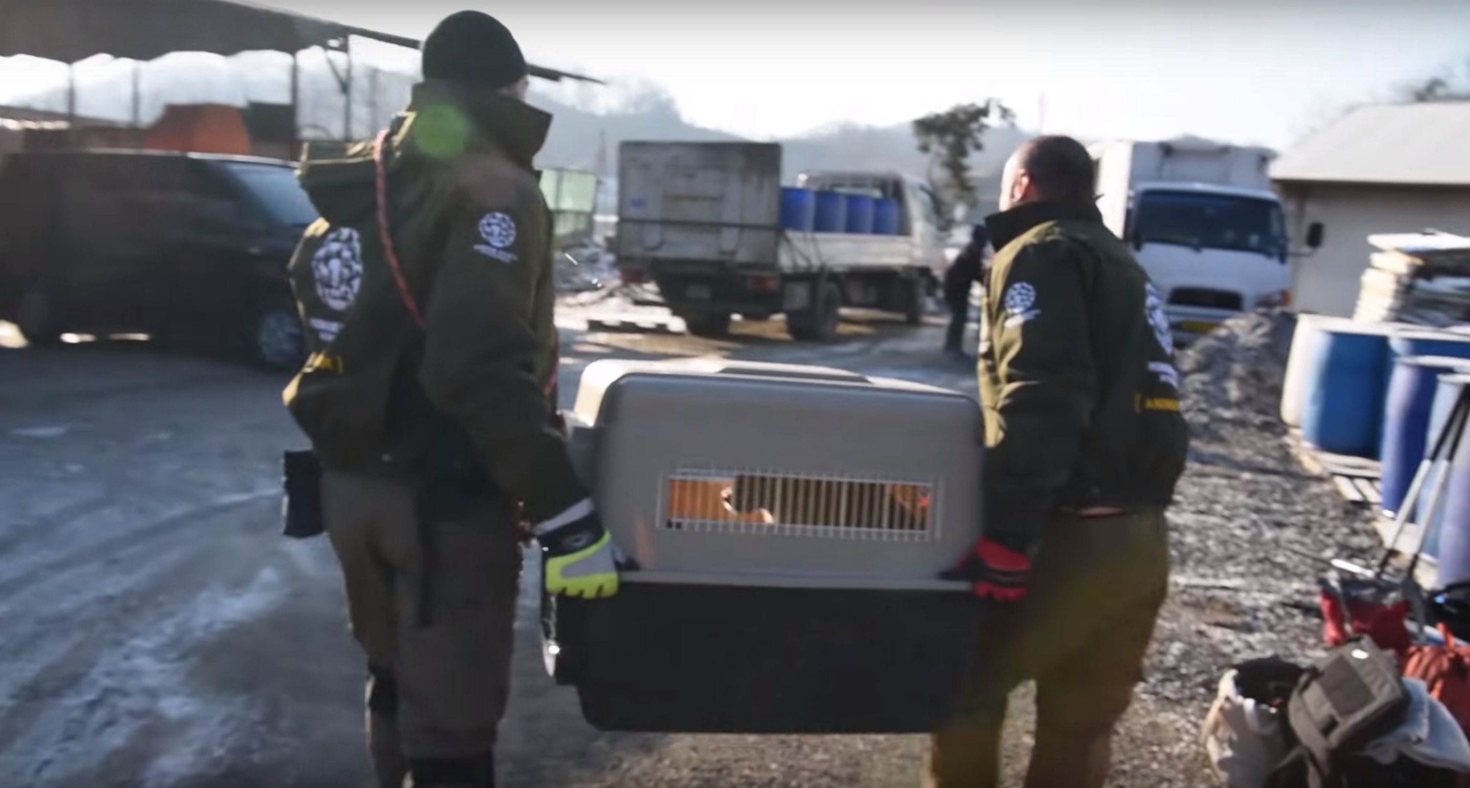 50-chiens-coree-abattoir-4