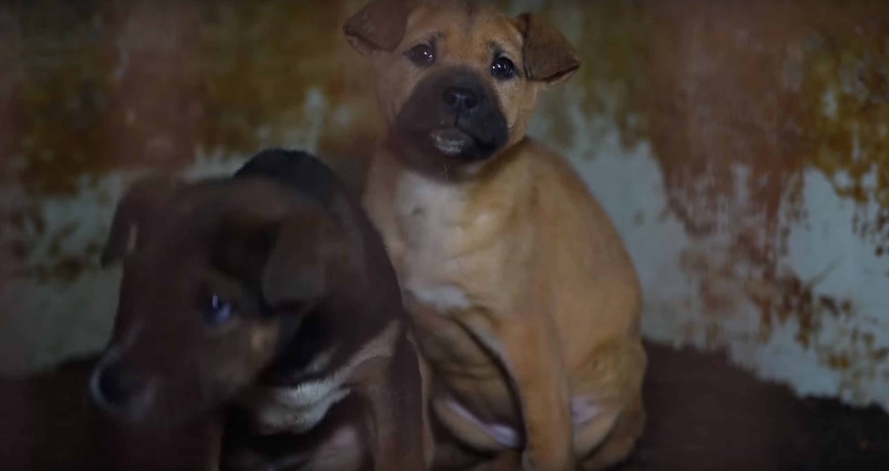 50-chiens-coree-abattoir-6