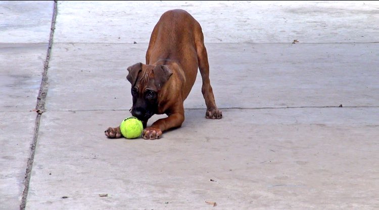 50-chiens-coree-abattoir-11