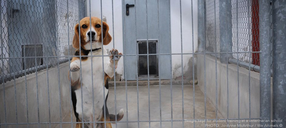 biotrial-chiens-laboratoire-7