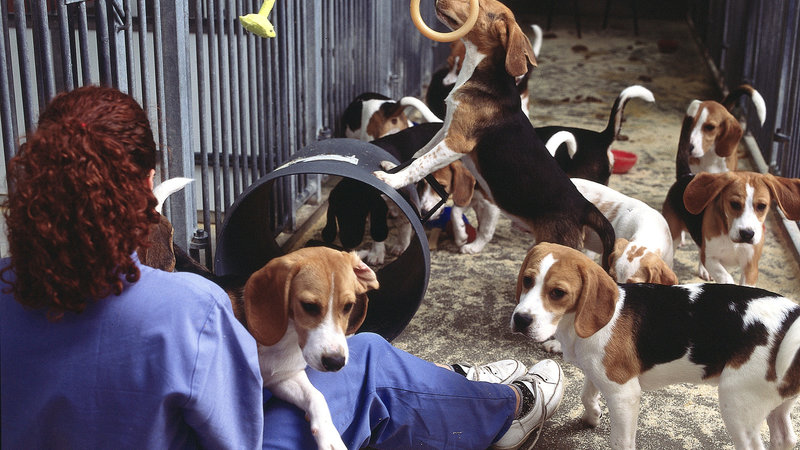 biotrial-chiens-laboratoire-6