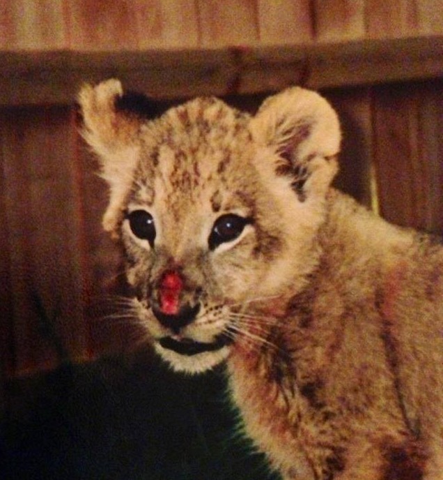 baby-lion-save-noahs-park