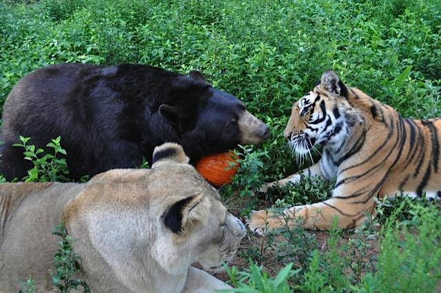 bear-tiger-lion-friends-park