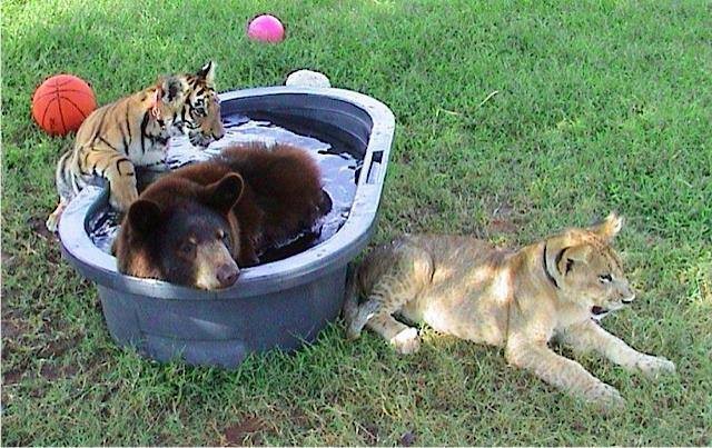 bear-tiger-lion-pool