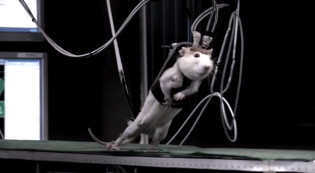 biotrial-chiens-laboratoire-1