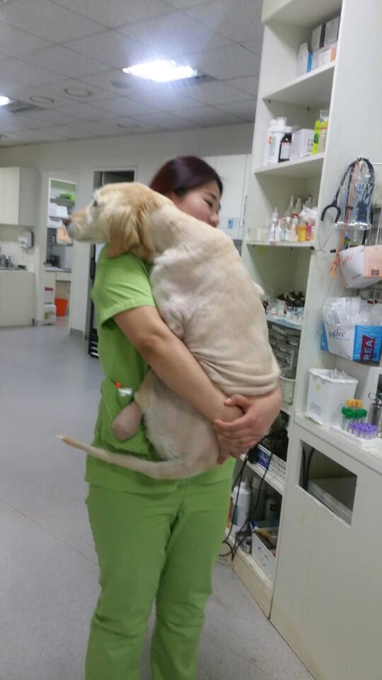 dog-rescue-paws-labrador-3