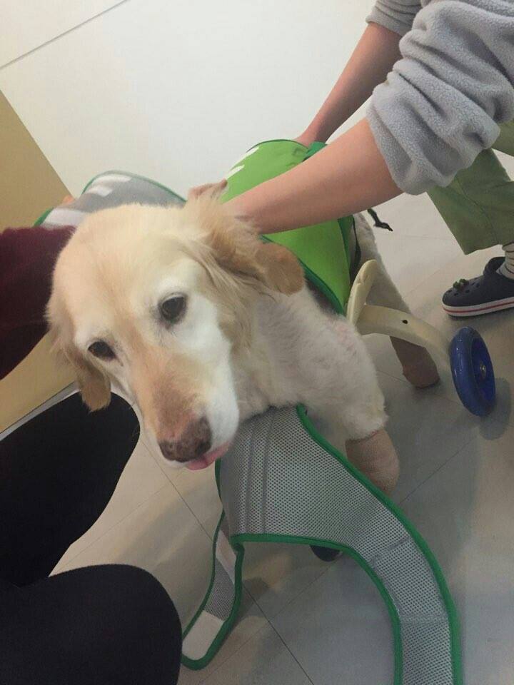 dog-rescue-paws-labrador-4