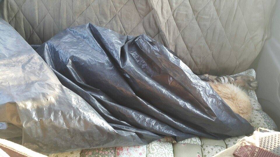 dog-rescue-paws-labrador-1