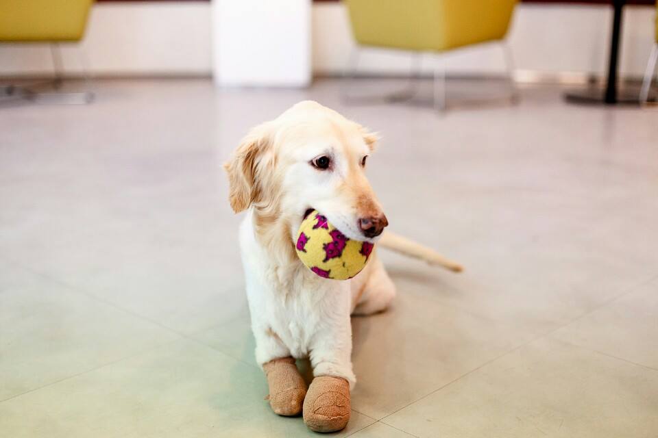 dog-rescue-paws-labrador-6