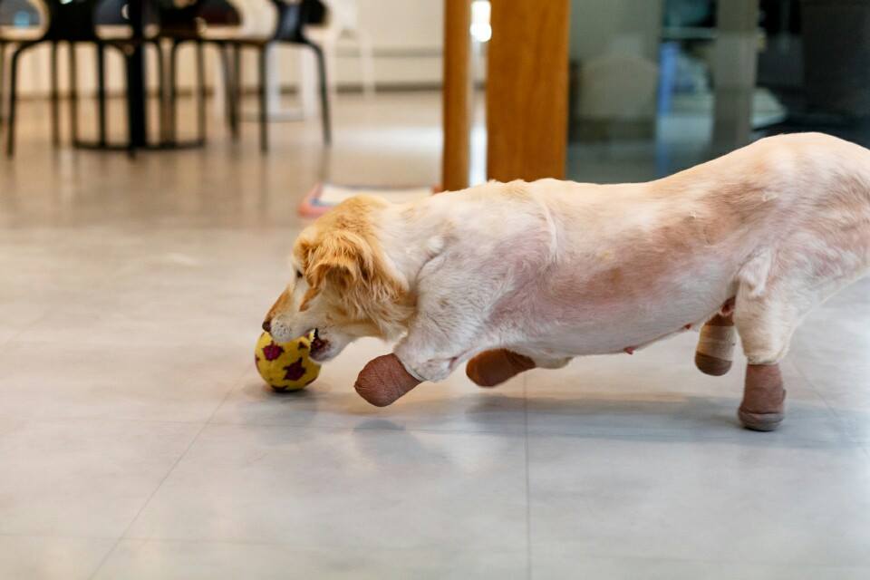 golden-retriever-save-paws