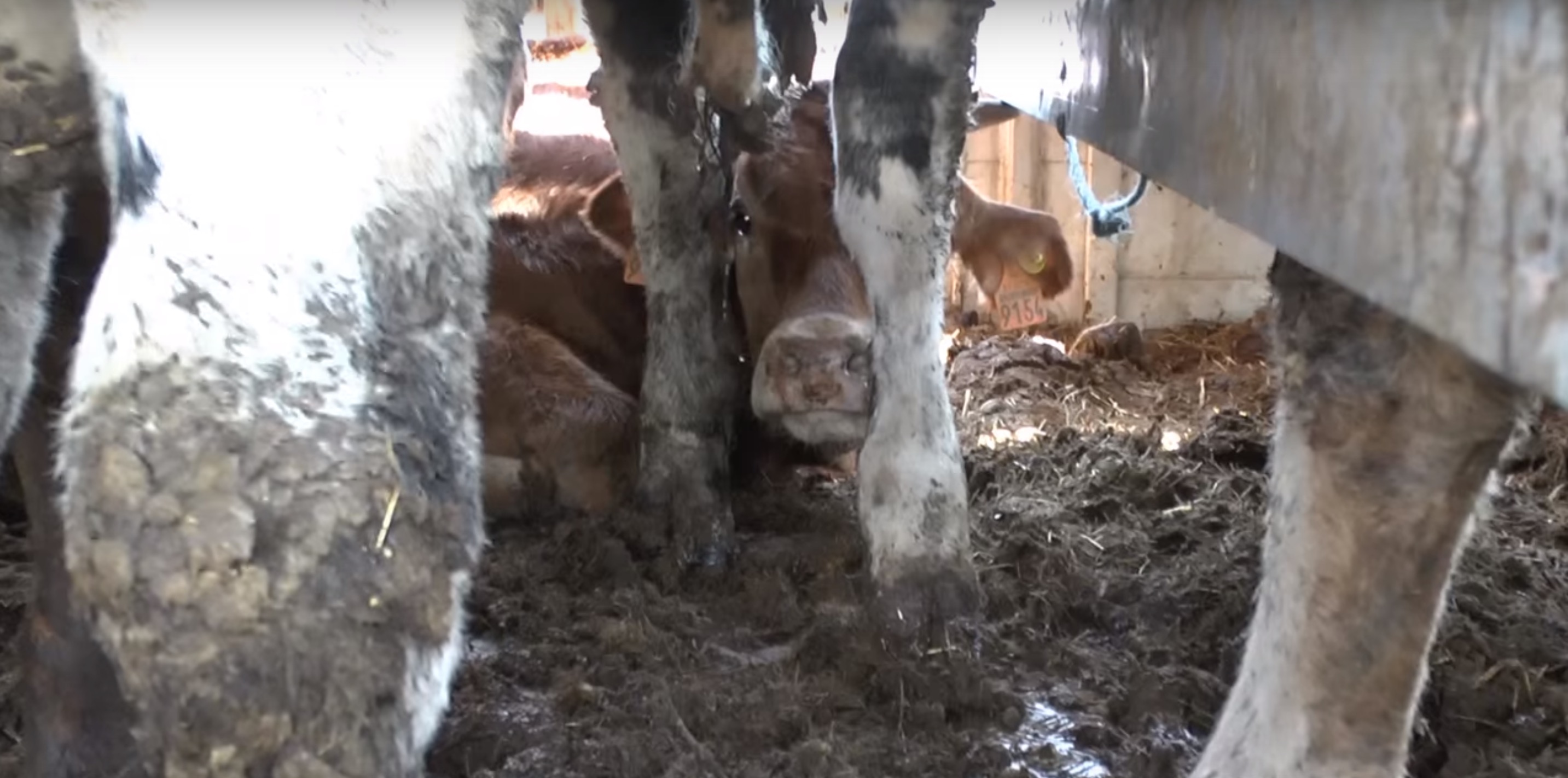 animaux-transport-turquie-5