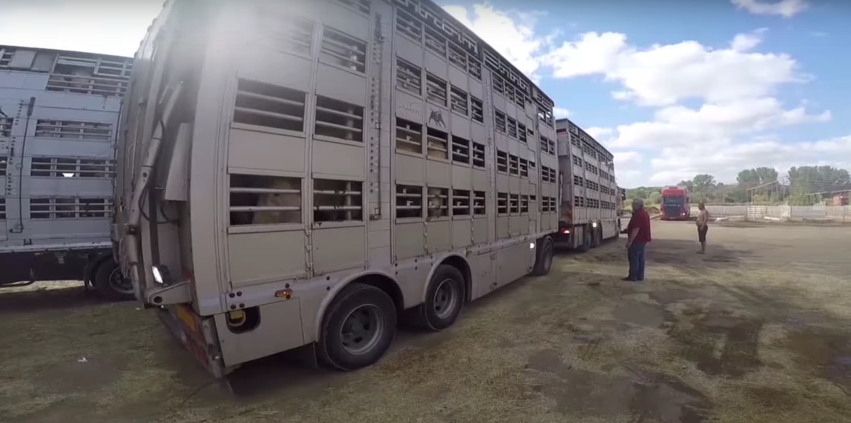 animaux-transport-turquie-4