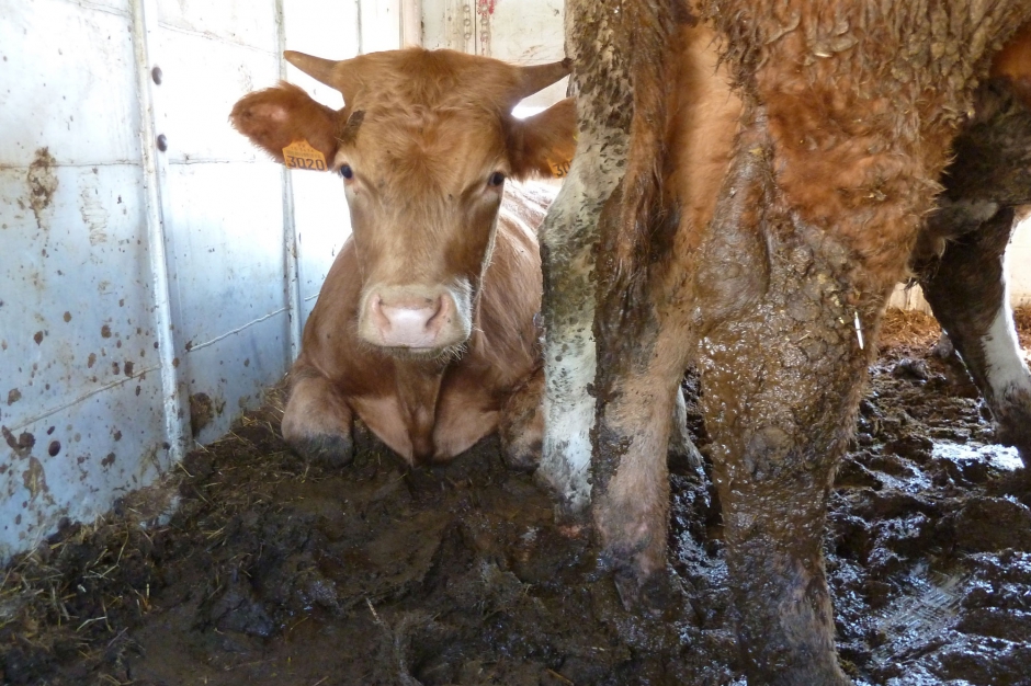 animaux-transport-turquie-9