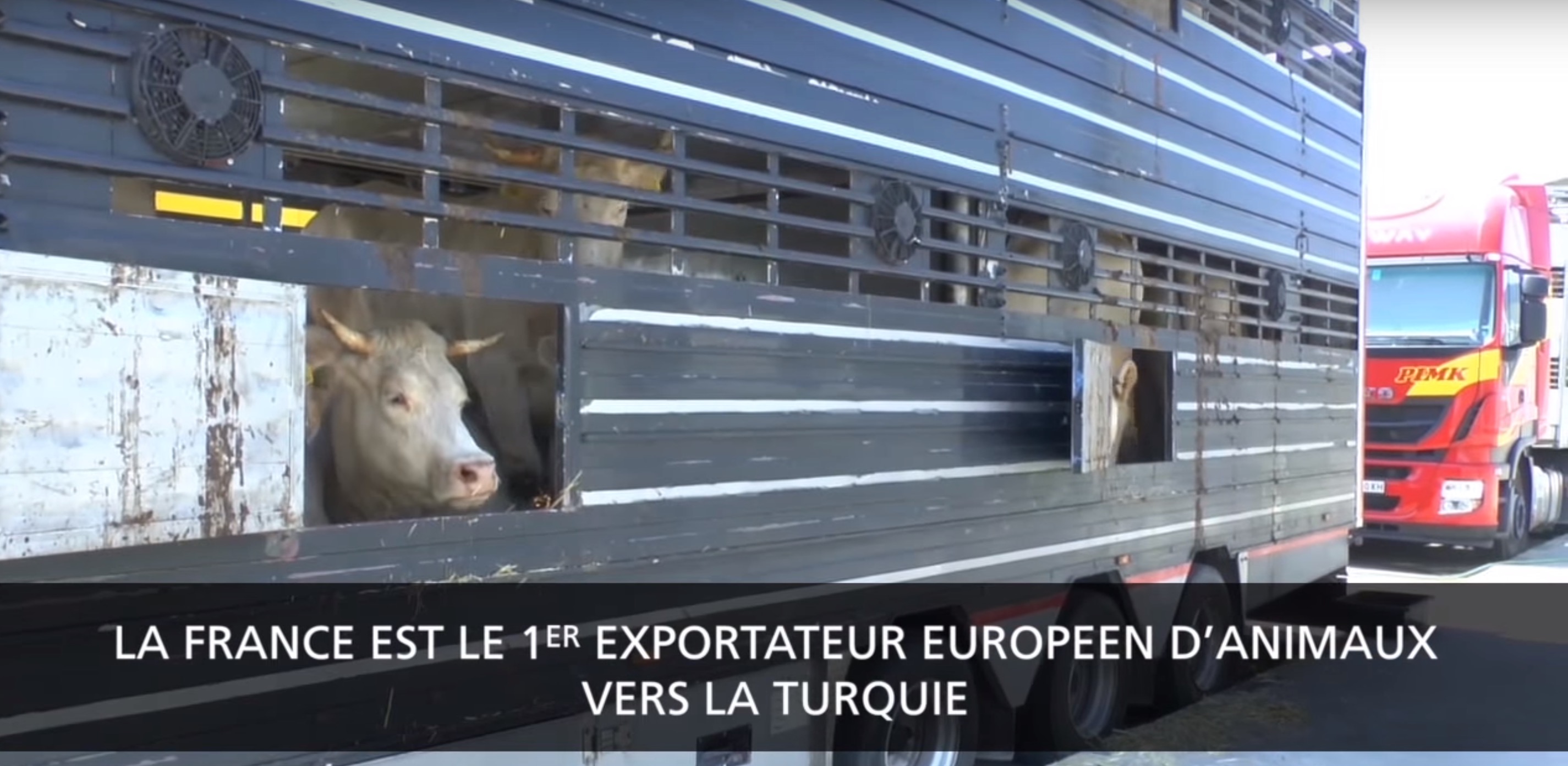 animaux-transport-turquie-1