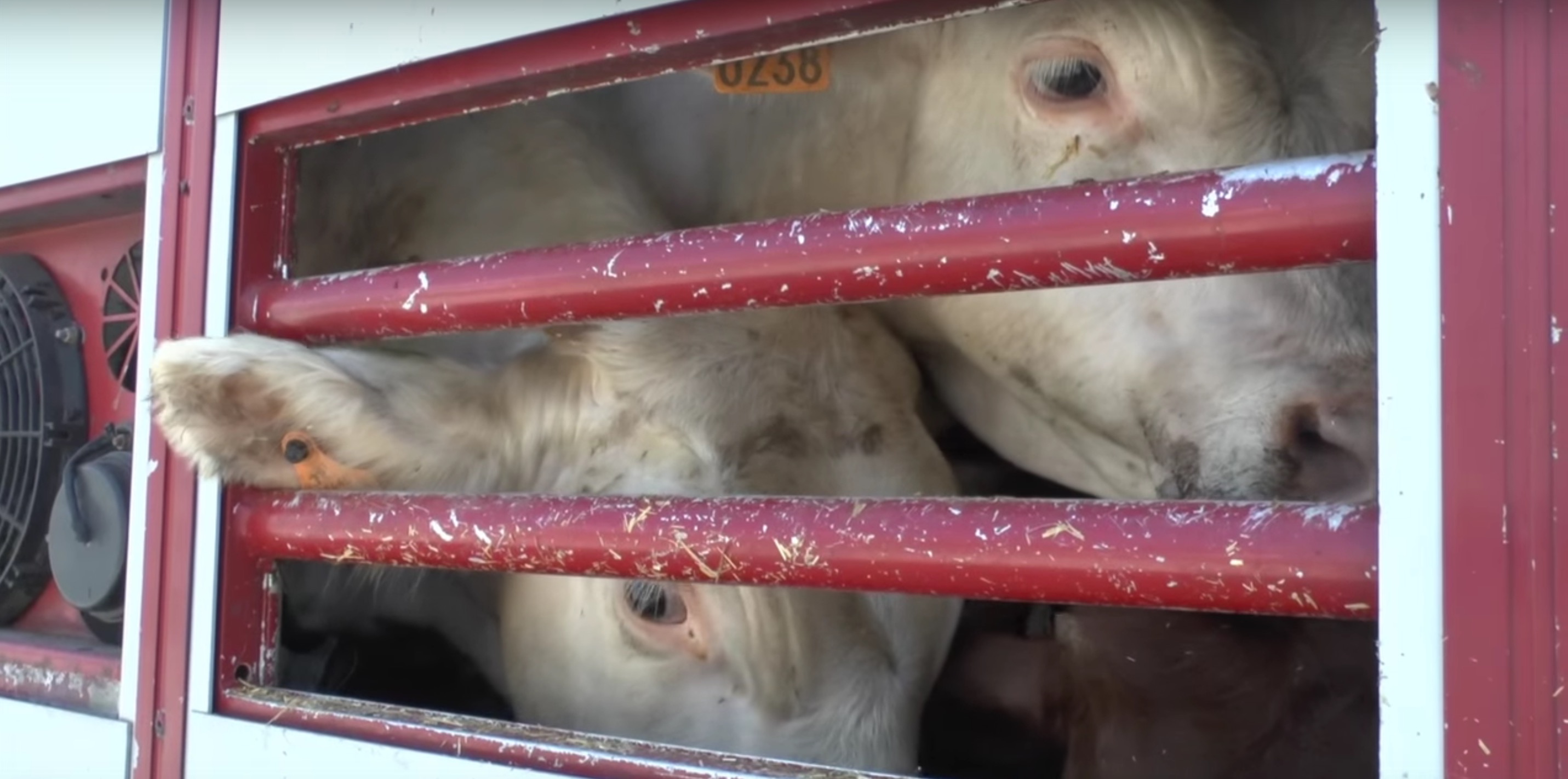 animaux-transport-turquie-2