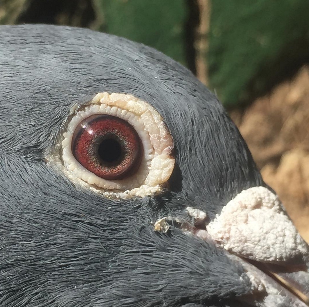 pigeon-cancer-detection-9