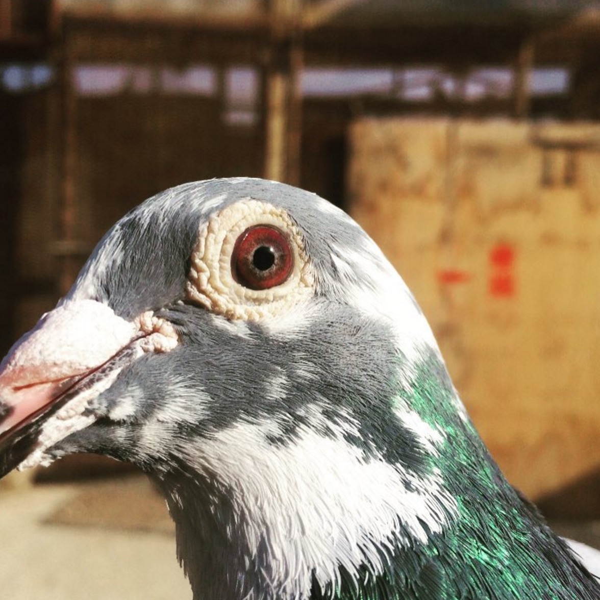 pigeon-cancer-detection-1