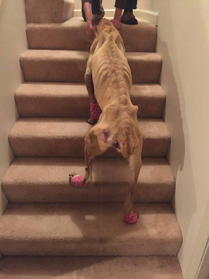 violet- stairs- dog