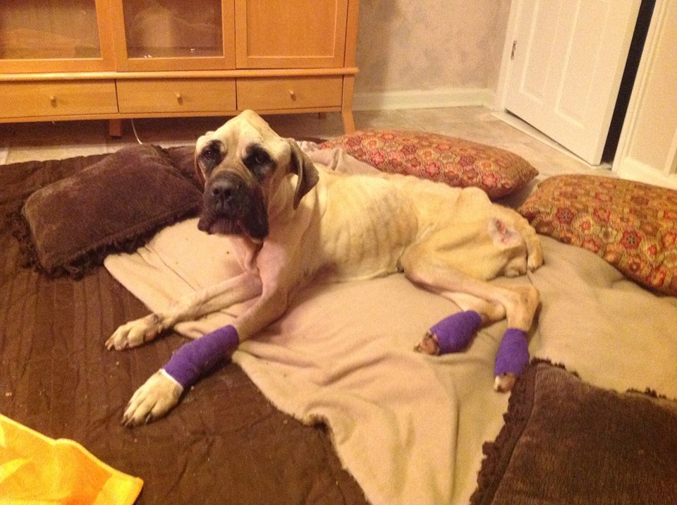 violet-dog-rescue-starving