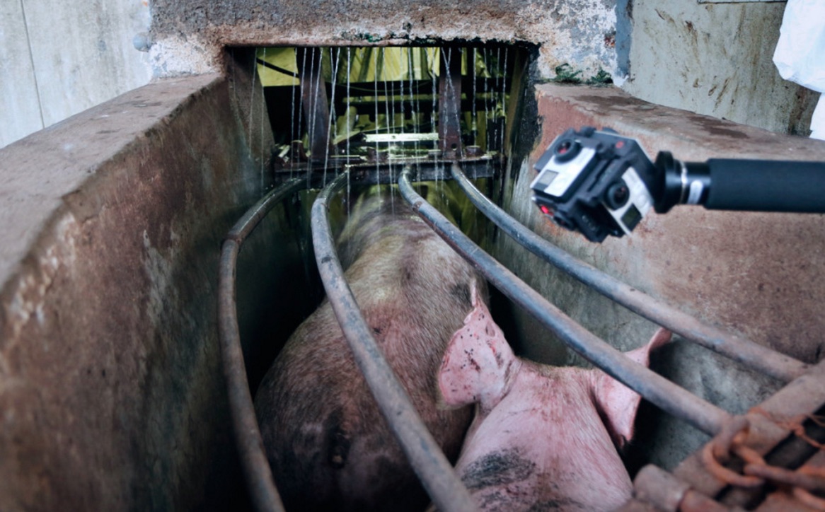 iAnimal-immersion-elevage-8