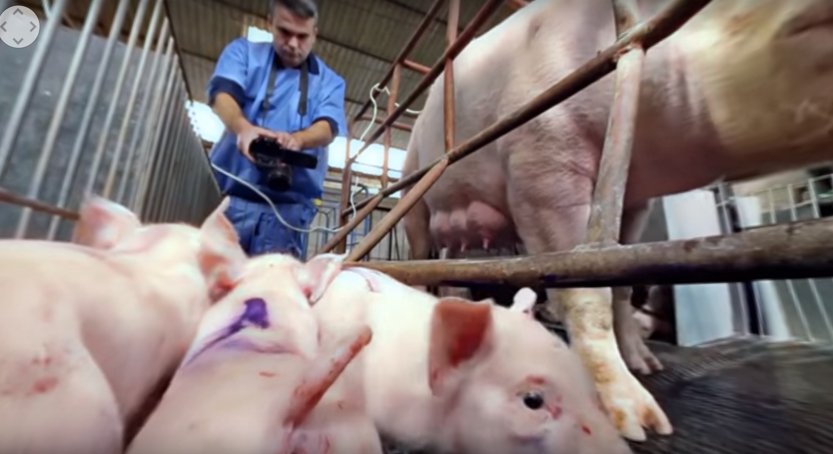 iAnimal-immersion-elevage-2
