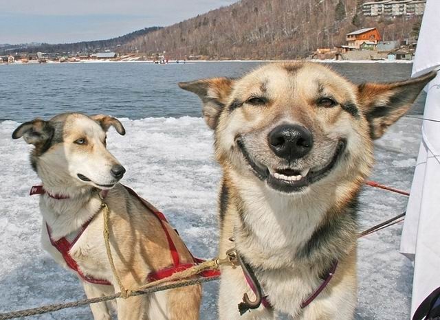 dog-smile-funny-snow