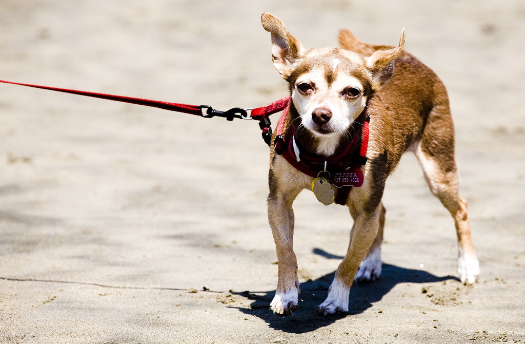 dog- walk- leash