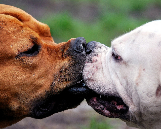 dog-kiss
